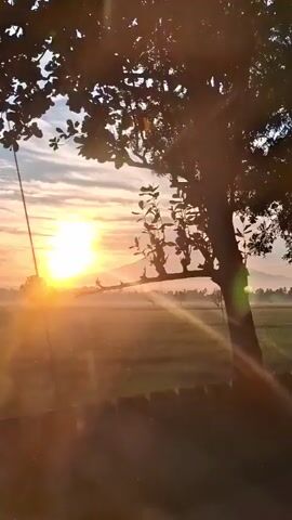 The video shows a sunrise over a rural landscape. A large tree with dark leaves dominates the foreground, with its branches and foliage obscuring parts of the sky. The sun, a bright orb of light, is visible to the left, casting golden rays that pierce through the leaves and create lens flare effects. In the background, a misty field stretches out, with a conical mountain visible in the distance. The lighting suggests either early morning or late evening.