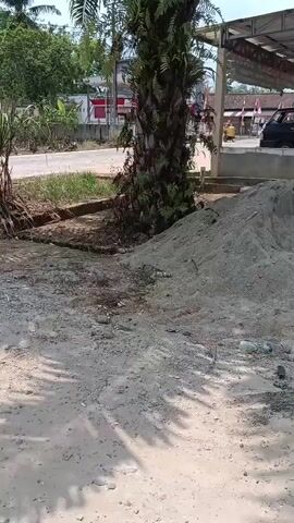 A motorcycle passes by a tall palm tree. The palm tree has ferns growing on its trunk. A pile of sand is next to the tree. A black vehicle is parked under a roofed structure behind the tree. The environment appears to be outdoors in a rural or semi-rural area.
