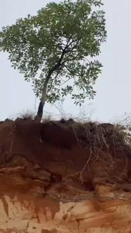 The camera is pointed up at a cliff face composed of two distinct layers of earth. The upper layer is a darker brown and has vegetation growing out of it, including a small tree on the left. The lower layer is a lighter, tan color with reddish-brown streaks. A person wearing a dark shirt and pants appears from behind the cliff at the end of the video. Something is thrown in the video from off screen at the beginning causing the cliff to be damaged.