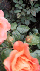 Garden rose bloom documentation captured in Krakow during evening hours