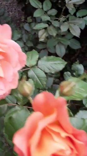 Garden rose bloom documentation captured in Krakow during evening hours