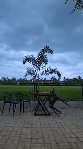 A video captures an outdoor seating area with a table and chairs facing a rice field under a cloudy sky. A small palm tree is centrally positioned near the table. Two black chairs are placed to the left of the table, and one chair is overturned to the right of the table. The ground is paved with bricks.
