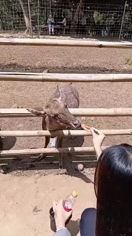 A deer is being fed by a person. The deer is sticking its tongue out to eat from the person's hand. Another person is holding a bottle of drink and a bucket. In the background, there is a fence and other deer. There are also some people watching from behind the fence. The scene appears to be in an outdoor enclosure, possibly a zoo or wildlife park, with dirt ground and wooden fences.