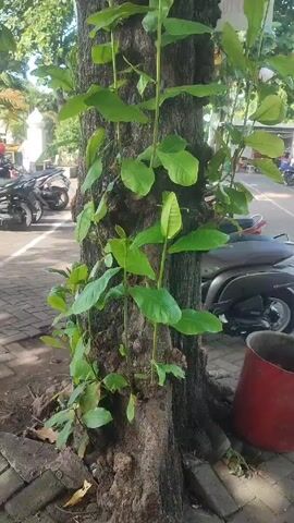 Here's a detailed description of the video:

The video shows a tree trunk with numerous young shoots growing directly out of it, forming long, slender stems with green leaves. The camera starts at the base of the tree, close to the ground, where the exposed roots and a section of brick pavement are visible. A red metal trash can sits nearby.

As the camera moves upwards, it focuses on the sprouts climbing along the trunk. Motorcycles are parked on the sidewalk in the background. Beyond the motorcycles, parts of buildings and other trees are visible, suggesting an urban or semi-urban environment.

The camera continues to pan upward, revealing more of the tree's canopy and the surrounding greenery. Colorful decorations, potentially lanterns or ornamental balls, hang from the higher branches. The lighting indicates a sunny day.