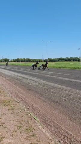Two horses pulling sulkies with drivers are racing on a dirt track under a clear blue sky. The horses are running at a gallop, and the drivers are leaning forward in their sulkies. The track is surrounded by green fields and trees. There are flags and light poles visible in the background. The video captures the speed and excitement of a horse race.