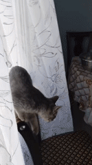 Grey tabby kitten observed indoors in Baksan, Russia
