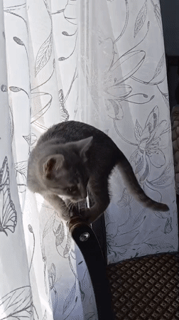 Grey tabby kitten observed indoors in Baksan, Russia