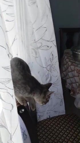 Grey tabby kitten observed indoors in Baksan, Russia