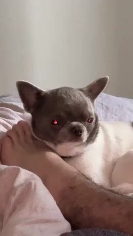The video shows a close-up of a small dog, likely a chihuahua, lying on a bed next to a person's bare foot. The dog's head is resting on the person's foot and leg. The dog's eyes are intermittently glowing red and then green. The dog appears to be relaxed or sleepy. The bed is covered with a textured pink and white striped duvet. The background is a plain, light-colored wall.
