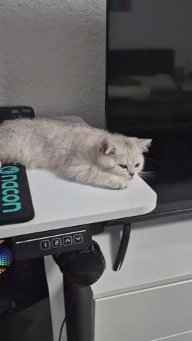 A light gray kitten with black tabby markings lies on a white desk, its body stretched out and its paws tucked beneath it. The kitten’s head is slightly tilted to the right, and its eyes are focused forward. To the left of the kitten is a black mousepad with green text. Below the desk, a black computer tower with multicolored LED lights is visible, along with a black headset with red accents. To the right of the kitten is a large, dark television screen. The background consists of a textured white wall. The lighting is soft and ambient.