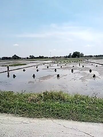 The video shows a wide, flat rice paddy flooded with water. A group of people, bent over, are working in the water, presumably planting rice seedlings. Bundles of green rice shoots are spaced out across the flooded field. One person walks along a narrow earthen path, carrying something on their head. The sky is a light blue with some wispy clouds. In the distance are houses and trees, suggesting a rural community. A grassy bank lines the edge of the field next to a paved road. The overall impression is one of agricultural work in a rural, possibly tropical, setting.
