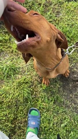 Here is a description of the video:

The video shows a person petting a brown dog on a grassy surface. The person is wearing a white sweatshirt and a blue sandal with a green sock. The dog is on a leash and has a collar. The person is scratching the dog's chin and petting its head. The dog's mouth is slightly open, and it is looking up at the person. The background consists of green grass and some dirt patches.