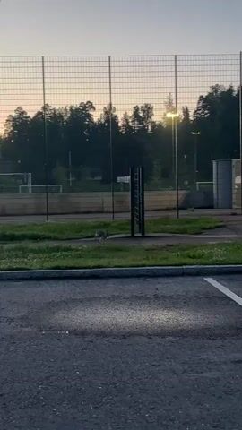 A rabbit is seen walking on a paved area next to a grassy patch. Behind the rabbit is a green metal pole with horizontal bars. In the background, there is a chain-link fence and trees. There are also some buildings and lights visible in the distance. The sky is a light gray color, suggesting it may be early morning or late evening. The scene appears to be an outdoor sports field or recreational area.