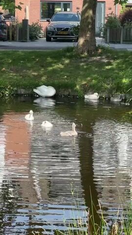 The video shows a body of water with several swans. In the foreground, three young swans are swimming. One is in the center of the frame, facing away from the camera and appearing to be paddling, with ripples around it. To its left are two younger swans, one slightly behind the other, also swimming. In the background, further to the right, a larger white swan is resting on the grassy bank. Another younger swan is near it, also on the bank. Further right on the bank, partially obscured, are possibly more young swans. The water reflects the surroundings, including a building and trees. Behind the grassy bank, a road is visible with a dark-colored car parked on it. A tree trunk stands prominently in the middle ground, casting a shadow. The overall environment appears to be a residential area with a canal or pond.
