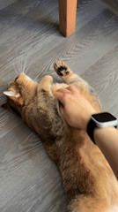 Person pets brown tabby cat in Moscow home