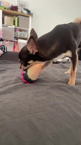 A small brown and tan Chihuahua dog is playing with a squeaky toy that resembles an ice cream cone. The dog is on a dark gray textured bedspread. The dog is actively chewing and shaking the toy. In the background, there is a shelf with various items, including books and boxes, and some clothing is draped over a piece of furniture. The lighting suggests an indoor setting during the daytime.