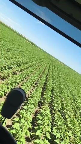 This video shows a field of young green plants, likely crops, viewed from inside a vehicle, possibly a tractor or sprayer. The plants are arranged in neat rows stretching towards the horizon. The sky above is bright blue with scattered white clouds, indicating a clear day. The sun is high, suggesting it is likely midday.

The camera perspective, moving through the field, suggests the vehicle is in motion, possibly performing agricultural work such as spraying or harvesting. In the distance, another agricultural machine, likely a sprayer with a boom, can be seen. The foreground is dominated by the metal structure of the vehicle's frame, partially obscuring the view of the field.

The overall scene depicts an agricultural setting in a rural environment. The abundant green growth suggests it is a growing season. The presence of machinery indicates active farming. There is no visible text in the video. The atmosphere is one of productive agricultural activity under a pleasant sky.