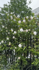 Rose bush blooms captured in London garden setting