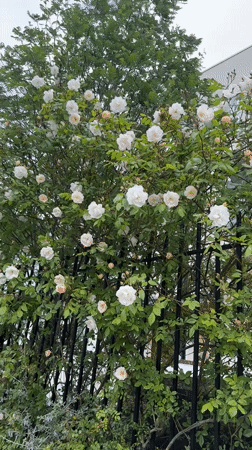 Rose bush blooms captured in London garden setting