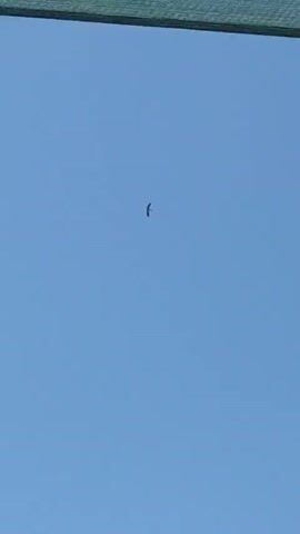 A dark silhouette of a bird flies across a clear blue sky. The bird, seen from below, is high in the sky and moves steadily across the frame.