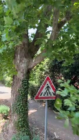 This video captures a serene park-like setting, likely in Florence, Italy, given the context. The primary subjects are lush green trees with large leaves, some of which are partially obscured by ivy climbing their trunks. The scene is dominated by nature, with a pathway winding through the greenery.

The activity taking place appears to be a slow pan or gentle movement through the park, offering a glimpse of the environment. The camera moves from left to right, revealing more of the path and the dense foliage. Sunlight filters through the leaves, creating dappled shadows on the pathway, indicating it is daytime. The bright sunlight and the abundance of green suggest pleasant weather, likely a warm, sunny day.

Notable details include the texture of the tree bark, some of which is covered in ivy, and the variety of green shades in the leaves, indicating different types of trees and plants. The pathway is paved and appears to be a walking or cycling path. The overall impression is one of peace and natural beauty. There is no visible text in the media file. The gentle movement and the natural scenery evoke a sense of calm and tranquility.
