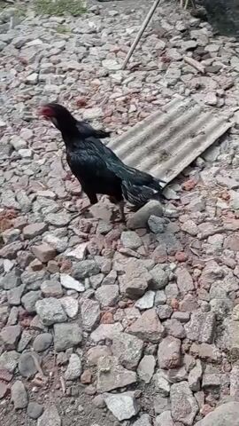 A black chicken with a red comb and wattle stands on a rocky ground. Another smaller black chicken is visible in the background. A piece of corrugated metal rests on the ground to the right. A blue hose is partially visible in the lower left quadrant of the image. A bicycle wheel is also visible on the far left.