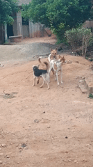 Dogs gather on rural road; woman carries goods