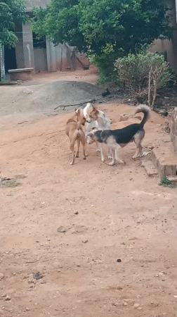 Dogs gather on rural road; woman carries goods
