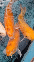 Fish displays observed in Pampatar aquatic facilities