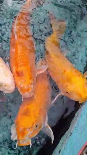 Fish displays observed in Pampatar aquatic facilities