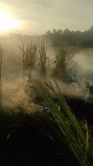 Rural field activity documented in Lhokseumawe with fibrous materials