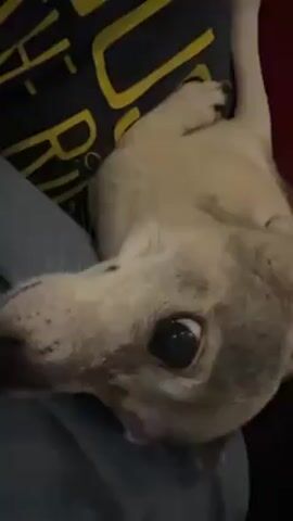 The video shows a small, mostly white dog with gray coloring around its face laying on a person. The dog appears relaxed and is looking up at the camera with large, dark eyes. The person is wearing a blue shirt with yellow lettering on the front. The background is dark, with a hint of red in the upper right corner. The dog whines.
