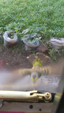 The video shows a small yellow and green bird perched on a window ledge. The bird is facing the camera at first, then turns away. Behind the bird, there is a patch of green grass and three bags that appear to be holding plants. The ground is brown. The video is shot from inside the window. The window hardware is visible in the foreground.