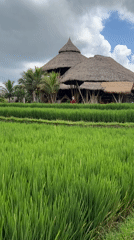 Traditional bamboo building captured amid Tegallalang rice fields