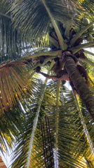 Man climbs coconut tree in Ahangama, Sri Lanka