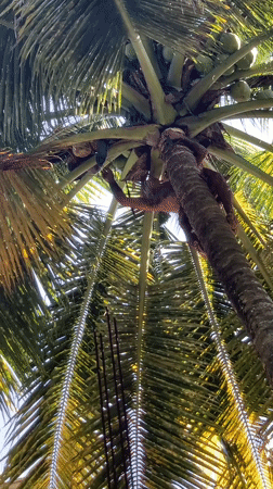 Man climbs coconut tree in Ahangama, Sri Lanka