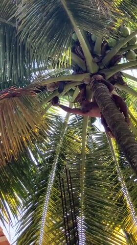 Man climbs coconut tree in Ahangama, Sri Lanka