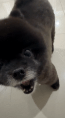 Small dogs observed in various indoor interactions in Kathu