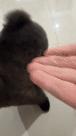Small dogs observed in various indoor interactions in Kathu