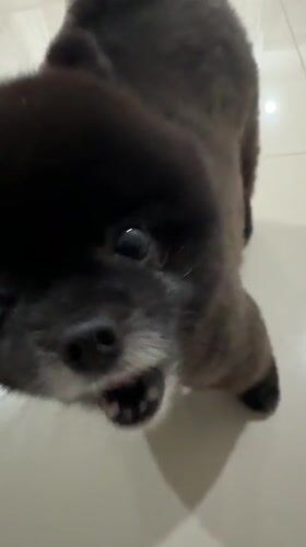 Small dogs observed in various indoor interactions in Kathu