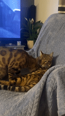 Two cats observed grooming on chair in Bradford home