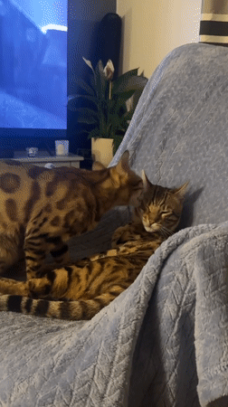 Two cats observed grooming on chair in Bradford home