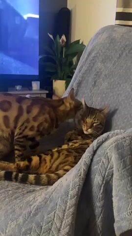 Two cats are on a blue blanket-covered chair in a living room. One cat, standing, has brown spots and is licking the head of the other cat, which is lying down. The standing cat also has a striped tail. A television and a potted plant are in the background.