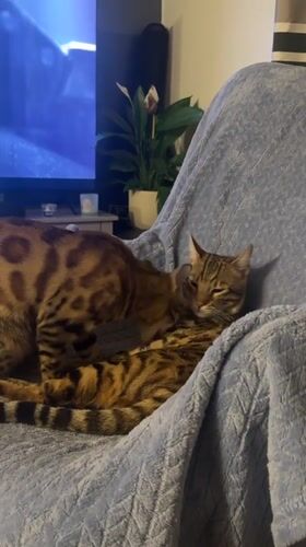 Two cats observed grooming on chair in Bradford home