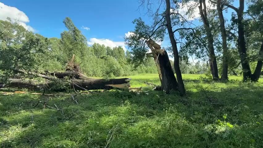 A video shows a natural landscape with lush green grass and trees under a bright blue sky with scattered clouds. The focus is on a fallen tree that has been uprooted and is lying across the ground. Another tree nearby is also damaged, with a large portion of its trunk broken and split open. The scene suggests the aftermath of a storm or strong winds that have caused significant damage to the trees. There are no people or animals visible in the video, and the environment appears to be a wilderness area or a park.