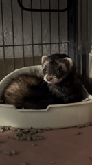 Ferret care and city views documented in Puebla area
