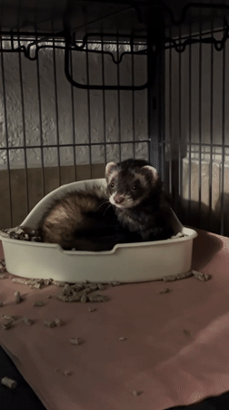 Ferret care and city views documented in Puebla area