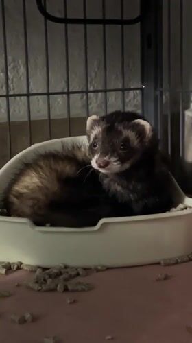 Ferret care and city views documented in Puebla area