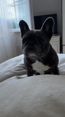 French bulldog afternoon in a Bad Sachsa room with toys and cartoons