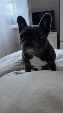 French bulldog afternoon in a Bad Sachsa room with toys and cartoons